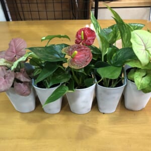 百花爛漫アーチCup